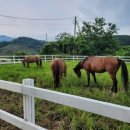왕림로 | 서울승마체험·경기도승마체험 찾는다면? 아이와 가기 좋은 용인말떼목장 후기