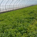 가조온천 이미지