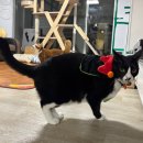 꼬미펫 | 다이소 할로윈 펫망토 후기라 쓰고 우리집 고양이 자랑이라고 읽는다.