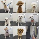 댕바이미 이미지