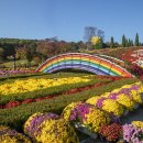 국화축제.치즈데마파크 이미지