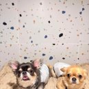 애견호텔 이미지