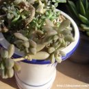 베라미스 이미지