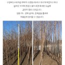 수양시장 이미지