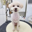 라이크테테 이미지