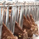 천지한우 1 이미지