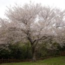 제주 신례리 왕벚나무 자생지 이미지