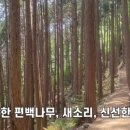 청아편백