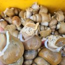 울진해산물 이미지