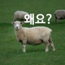 태산양꼬치 이미지