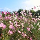 가을바람 소리 이미지