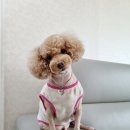 9월 4일~5일 웨스틴조선호텔서울 안산중앙상무초밥