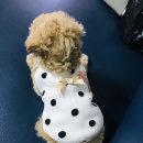 크림푸들 가족이야기 이미지