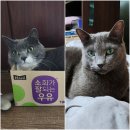 늘새아