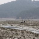 갯벌낙지 이미지