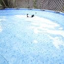 퍼피스프링 이미지