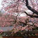 백양사(순천) 이미지