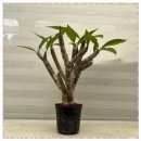 공기청정기 대신 공기정화식물, 우리 집의 작은 습지 | [다은꽃농원]러브하와이 실내공기정화식물 플루메리아 향기좋은꽃 인테리어 추천하는 이유!