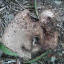 산속농장 이미지