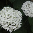 하늘빛투 네이버블로그