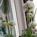 스텔라티스 이미지