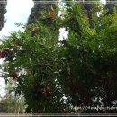 사이프러스 이미지