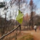 그늘막129 | 인천대공원 만추 주말풍경 + 어제 이리도 폭설이 내릴 줄이야~ 하루만에 겨울이 되었다