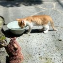 시오 이미지