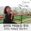 콜롬비아 여행 살렌토 필수코스 커피농장 투어 예약 / 가격 / 후기