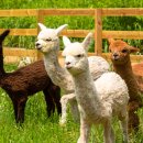 시내목장 이미지