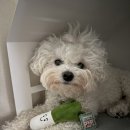 갖고파인형 이미지