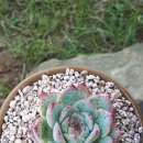 아라뜰2호점 이미지