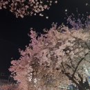 부천제일시장 벚꽃길 이미지