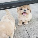 광주강아지분양 펫블리 애견 샵 이미지