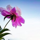 오월의여왕 이미지