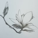 색연필 꽃그림, 보타니컬 아트 이미지
