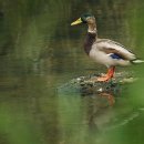 청둥오리 이미지