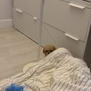 마산강아지분양 뽀뽀애견 | 말티푸.비숑분양 끝이 아닌 시작, 마산·진해 보호자님들의 행복한 후기