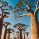 바오밥약국 이미지