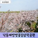 낙동제방 감전배수장 옆 | 부산 삼락생태공원 축제일정 낙동제방벚꽃길3.29개화상황