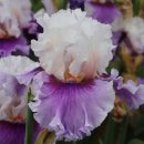 아이리스 이미지