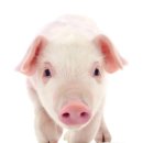 불타는돼지 이미지