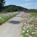 코스모스여화 이미지