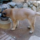 견명:"khan of Belgian Malinois kennel 이미지