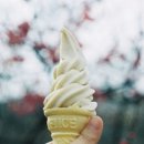 전남 광양 : 청매실농원