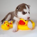 초이스외과동물병원 이미지