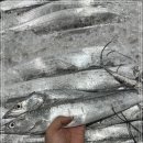 금갈치은고등어 이미지