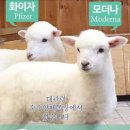 홍대 양카페 땡스네이쳐 내돈내산 라떼후기