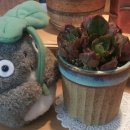 양진농장 이미지