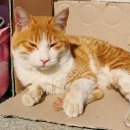 무양반려동물병원 이미지